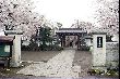 sakura03310