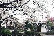 sakura03316