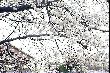 sakura03317