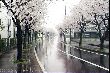 sakura03319