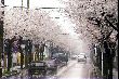 sakura03320