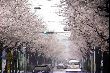 sakura03321